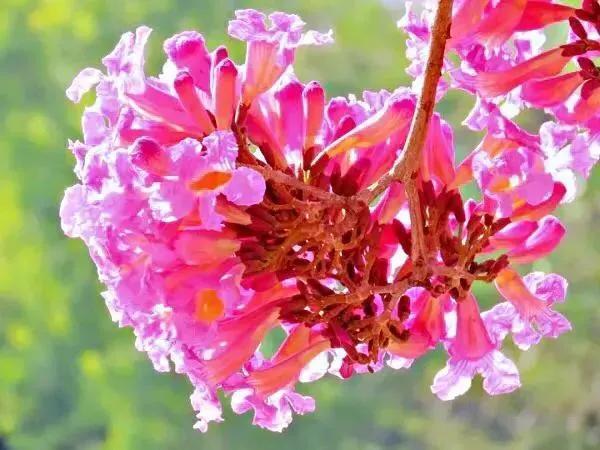 紫花风铃木可以盆栽吗，紫花风铃木北方能成活吗（分享——紫花风铃木）