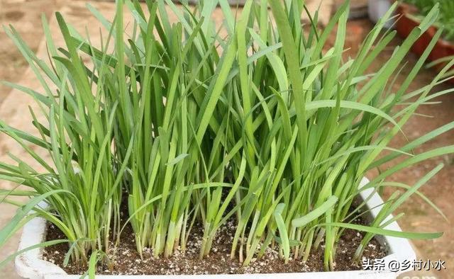 菲菜怎么做好吃，韭菜的做法有哪些（在家用泡沫箱种韭菜）