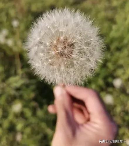 婆婆丁是什么，婆婆丁是什么菜图（说说婆婆丁）