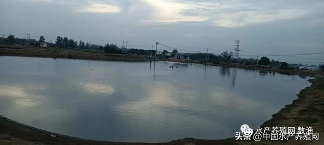 黄辣丁养殖成本与利润，在农村养殖黄腊丁（这个另类养殖模式）