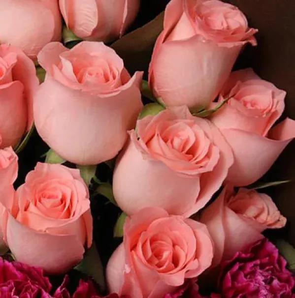 玫瑰鲜花的花语和代表意义，玫瑰花的花语和寓意和象征（各种颜色玫瑰花的花语）
