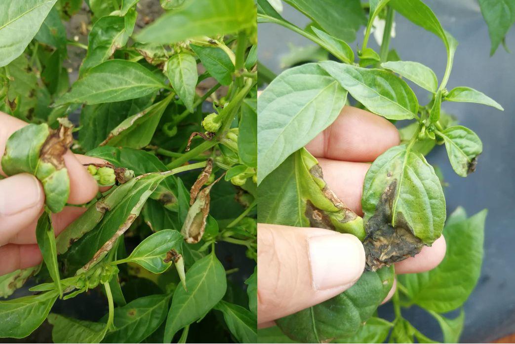 辣椒田间主要病虫害诊断及建议防治措施图片(辣椒中后期病虫害防治