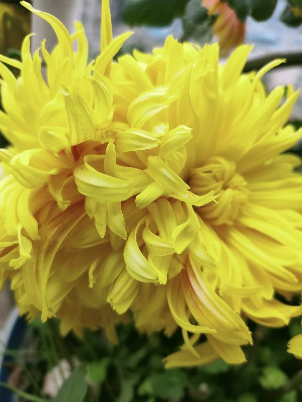 扶桑花的寓意，黄色扶桑花的寓意（老话说“花草三不送）