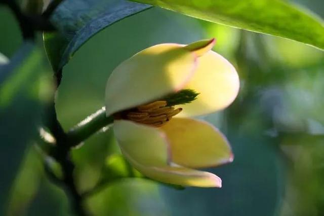 含笑花什么时候开花，分享图片——深山里（含笑花何时开花）