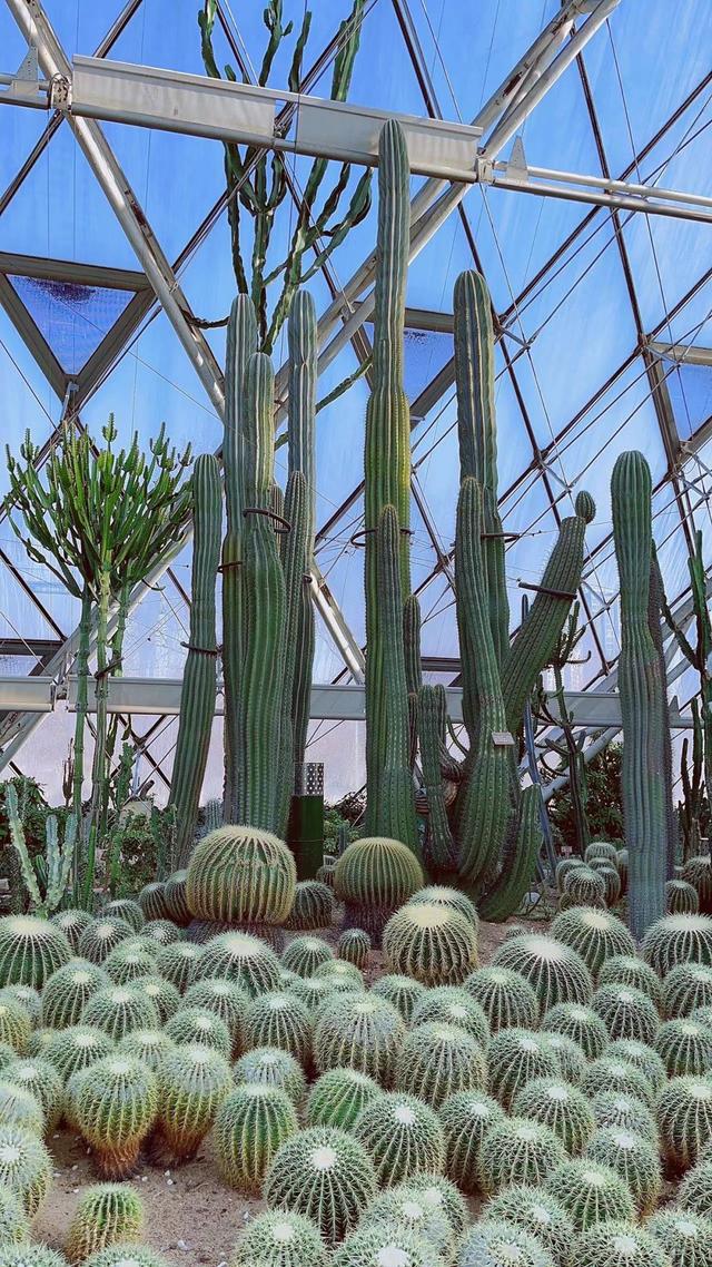 天津热带植物园，天津周边一年四季26度旅游景点（泰达热带植物园五一开园啦）