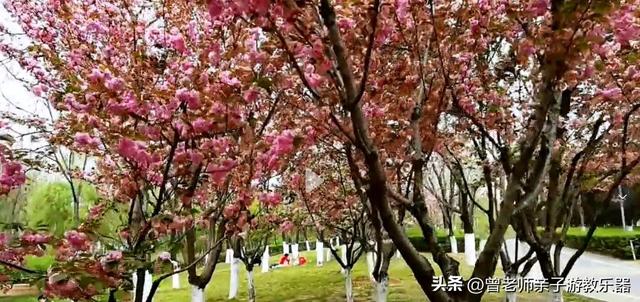 附近看花的地方，深圳最适合去赏花的地方（2023西安及周边赏樱花的地点大全）