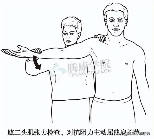 biceph，肩关节的特殊检查（bicep curl）