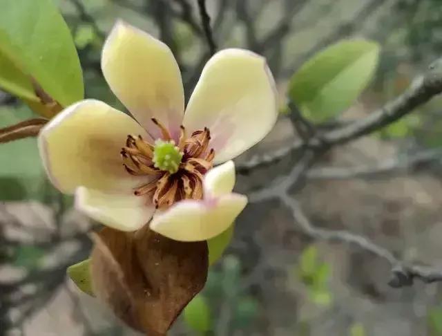 含笑花什么时候开花，分享图片——深山里（含笑花何时开花）
