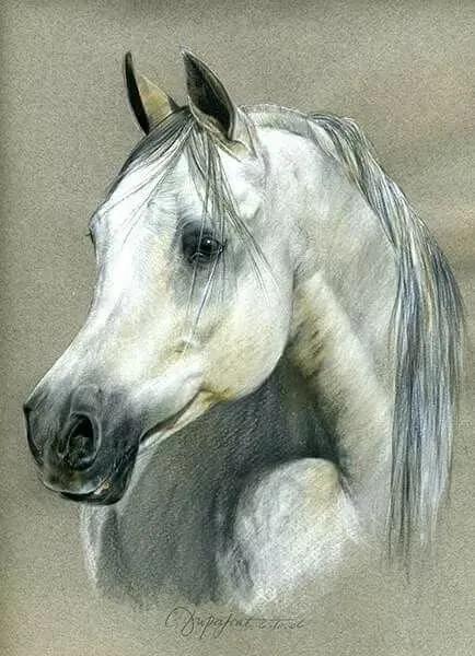 马头简笔画图片大全，马头简笔画（帅气马头绘画欣赏）