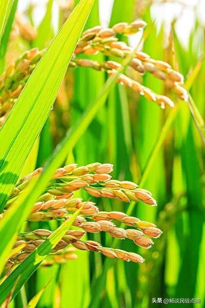 七月十五什么节，阴历七月十五什么节（今天是七月十五中元节）