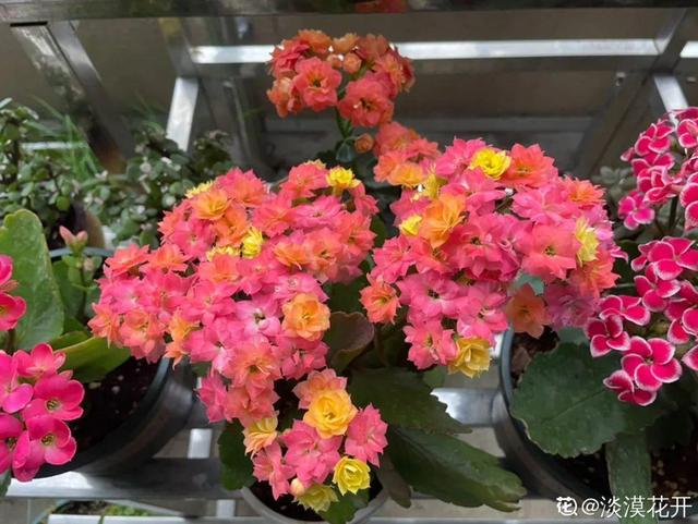 春天开的花有哪些，春天开的花有哪些是白色的（现在养正是开花好时候）