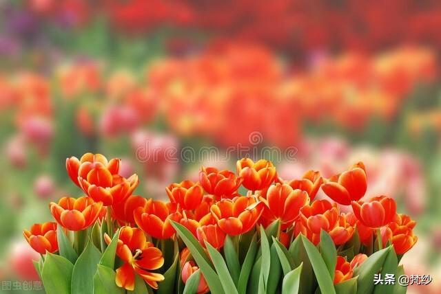 郁金香花语象征与寓意，郁金香的寓意和象征（郁金香花语象征与寓意是什么）