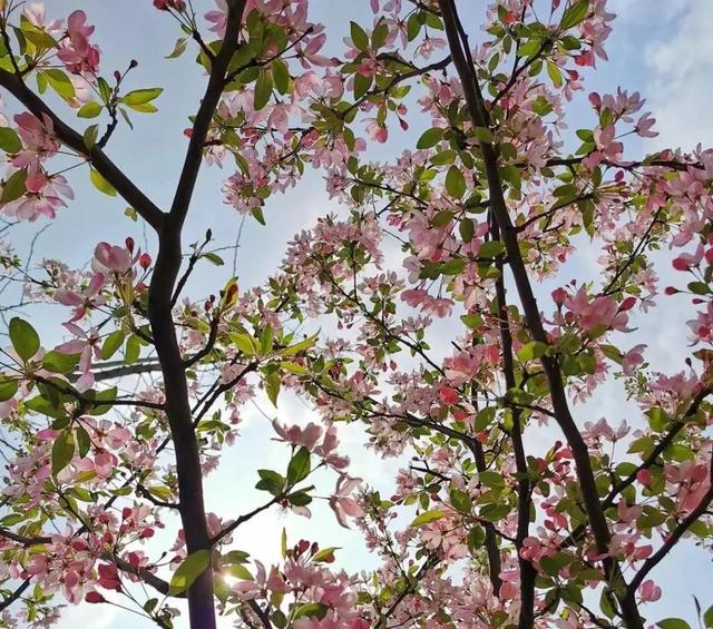 成都工商职业技术学校，四川工商职业技术学院2019年招生章程（打卡这所AAA级景区标准高校）