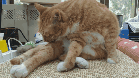 怎样抱猫咪最舒服，怎样抱猫咪最舒服图片（史上最全猫咪按摩宝典）
