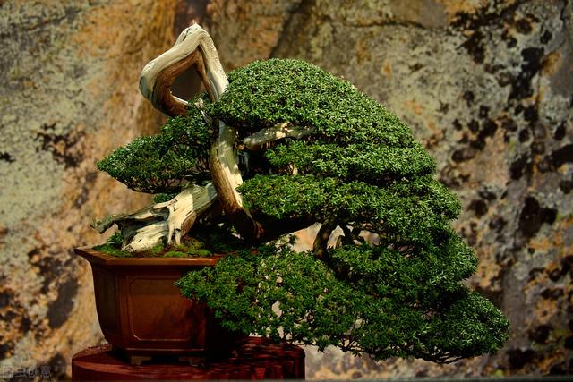 红豆杉的功效与作用，红豆杉的功效与作用及副作用（国家一级珍稀濒危植物）