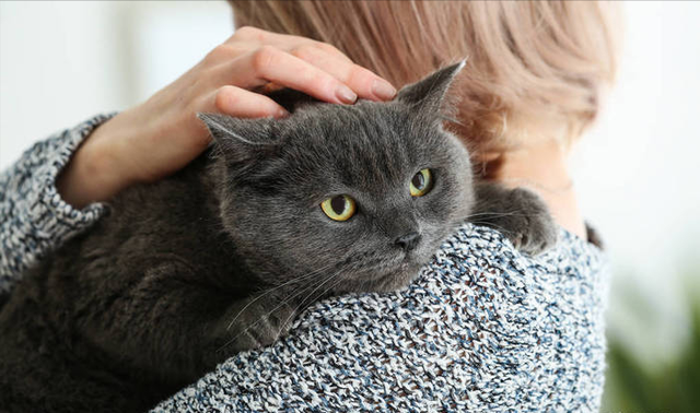 猫咪多大算成猫，猫多大算成年（猫咪一生发生的5个变化）