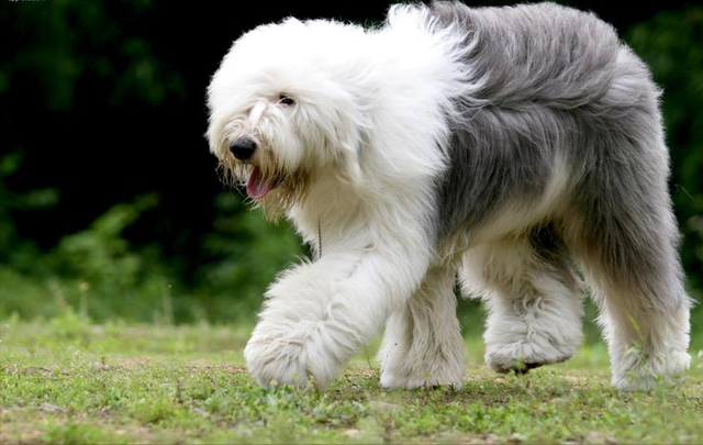 英国古代牧羊犬优缺点，我再也不会养“英国古代牧羊犬”了