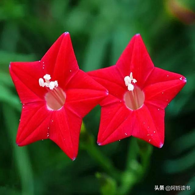 形容星星闪耀的词语,形容星星闪耀的词语aabb(星光闪耀的五星花)