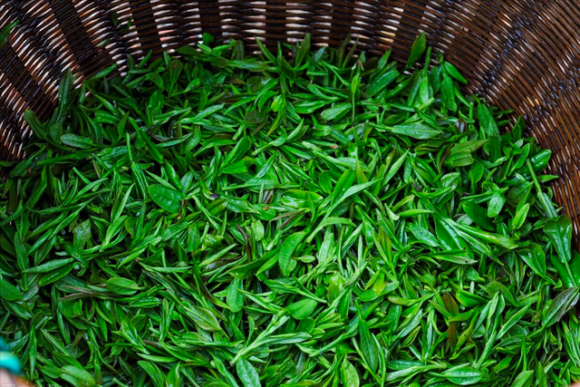 绿茶有哪些品种，红茶有哪些品种（中国的5大名茶是哪些）