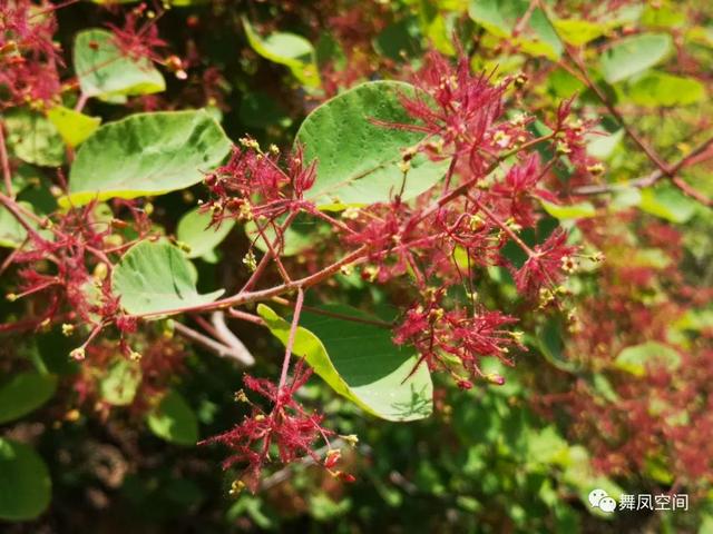 北京西山森林公园，北京西山森林公园登山路线推荐（西山国家森林公园）