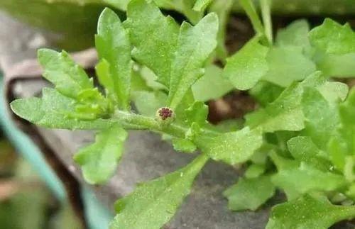鹅不食草的功效与作用，鹅不食草的功效与作用,鹅不食草的副作用（农村有种草药叫“鹅不食草”）