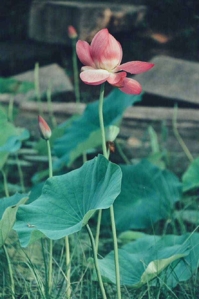 比较有道理的句子，十分有道理的句子（21条富含人生感悟的说说）