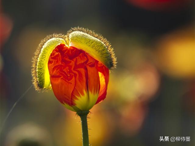 马路拍照技巧，马路拍照技巧视频（花朵不要“胡乱拍”）