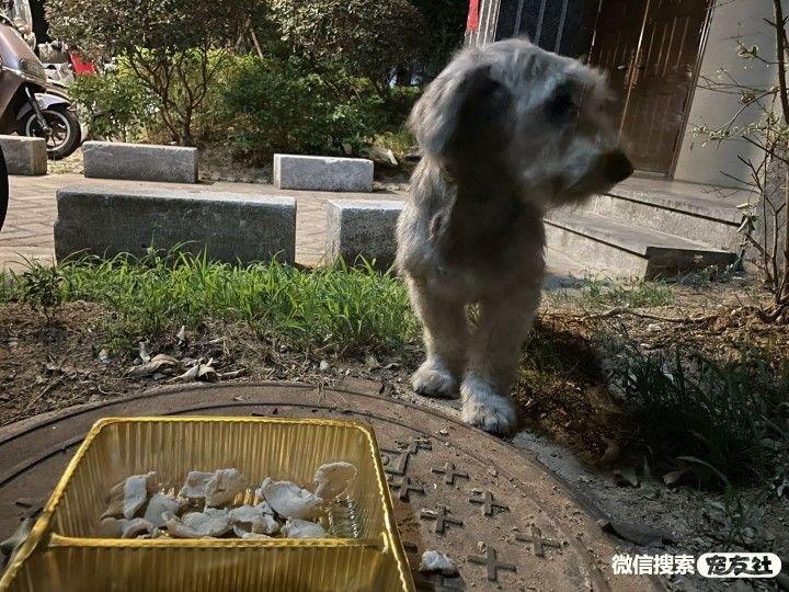 宠物领养协议书，宠物领养协议书电子版（宠物领养、宠物送养、押金无偿免费平台 20220929宠友社）