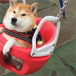 狗狗教什么意思，狗狗教是什么意思（圣火“喵喵教”PK光明“狗狗教”）