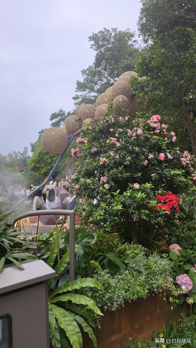 深圳市仙湖植物园，深圳仙湖植物园适合夏天逛吗（深圳仙湖植物园现场实拍图来了）