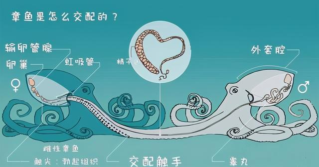章鱼吃什么，章鱼吃什么东西作为食物（还有一身怪本领）