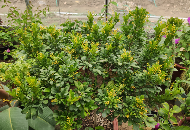 最香的花排名第一名，中国十大最香的花排名（最香的“5种花”）