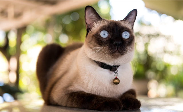 暹罗猫多少钱一只，红虎斑暹罗猫多少钱一只（养猫火葬场”的四种猫咪）