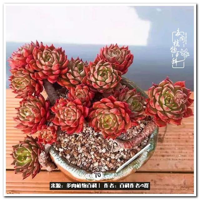 景天科植物有哪些品种，景天科常见植物（景天科常见多肉图鉴不完全版A系列）