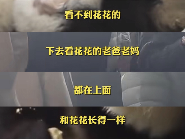 ​游客认错花花，就是那个三角形饭团~