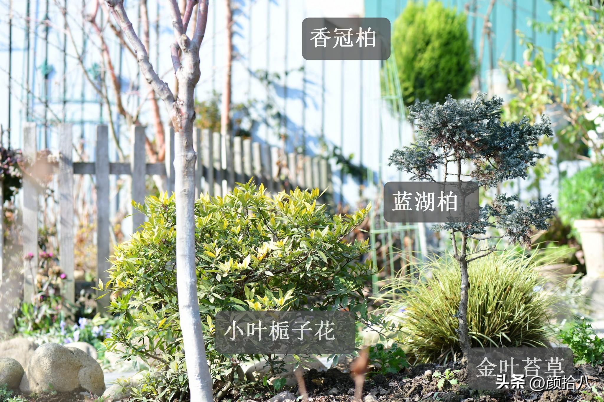 DNF香香的柏树怎么用，dnf香香的柏树怎么用啊（冬日里最优秀的40种彩叶植物）