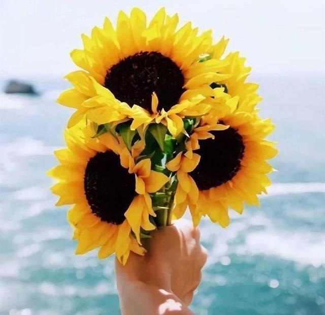 向日葵的花语和寓意，向日葵的花图片（当你明白了它的寓意后）