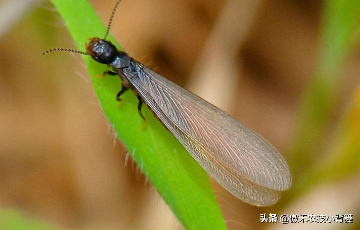 白蚁个小危害大，白蚁怎么消灭才干净？