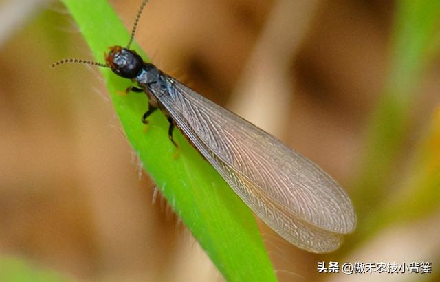 联苯的介绍，联苯-联苯醚（怎么防治家里和地里的白蚁）