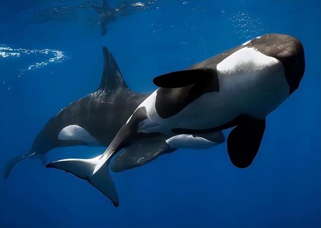 须鲸，大连海滩又出现搁浅须鲸（须鲸捕食的视频大全）