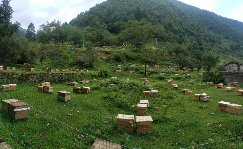 40箱蜂一年赚多少钱，中蜂群出售60元（靠养蜂一年可以收入多少钱）