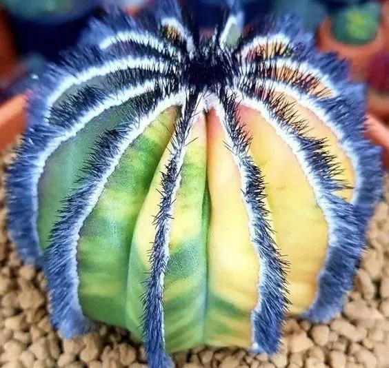 仙人掌开花图片，八种开花勤快的仙人掌植物（40多种罕见的仙人掌开花图）