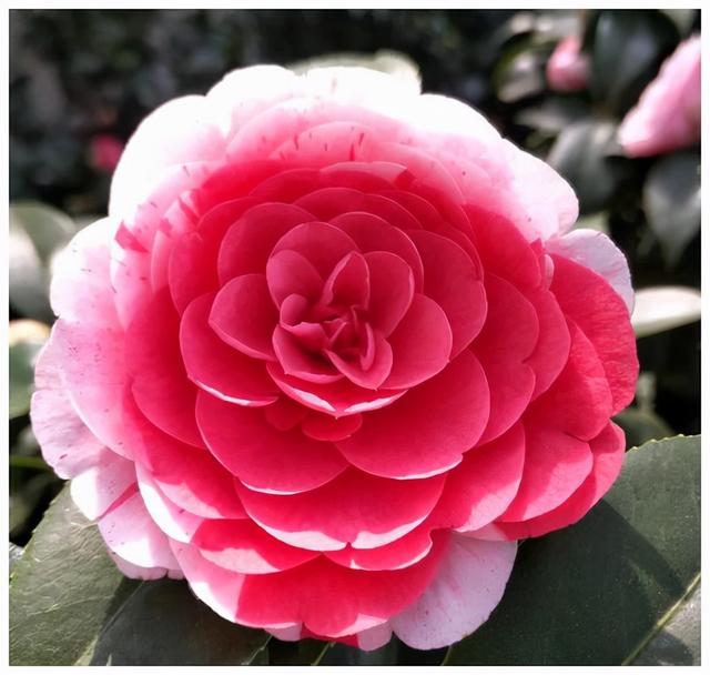 花，花好月圆人长久（72种鲜花欣赏图片）