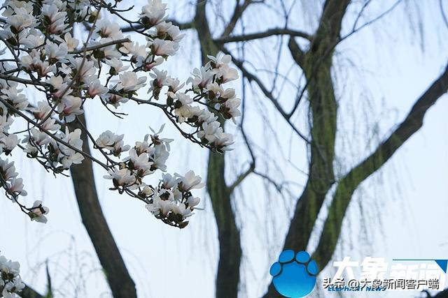 广玉兰什么时候开花，广玉兰什么时候为最佳种植（河南洛阳：玉兰花开俏争春）