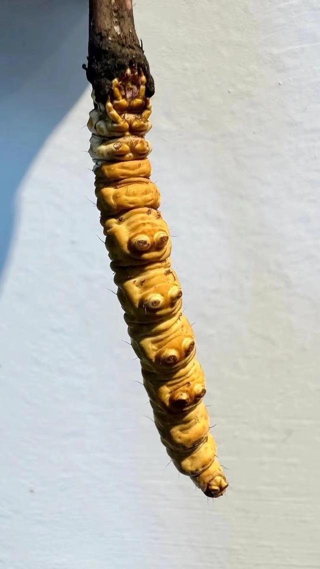 拉萨特产有哪些，西藏特产有哪些值得购买（让你不再空手而归）