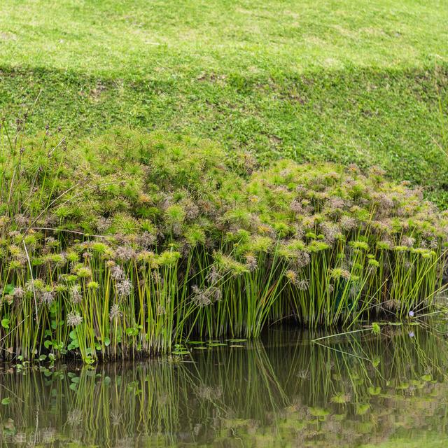 植物纤维是什么，什么面料是植物纤维（可供编织纤维植物）