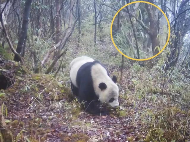 用来比喻爱情的动物，用动物比喻爱情的句子（也该成为四川人的恋爱标配）