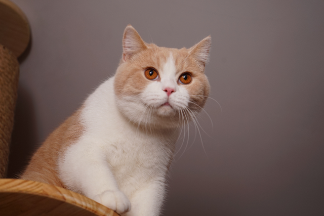 一个月幼猫怎么养，一个月大的猫咪怎么养（教你手把手将刚出生的猫咪给带大）