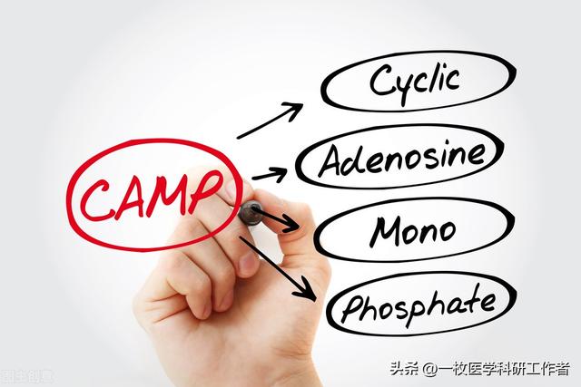 冬枣的功能与作用，冬枣的功效与作用（小小的身体蕴含丰富的营养和能量）