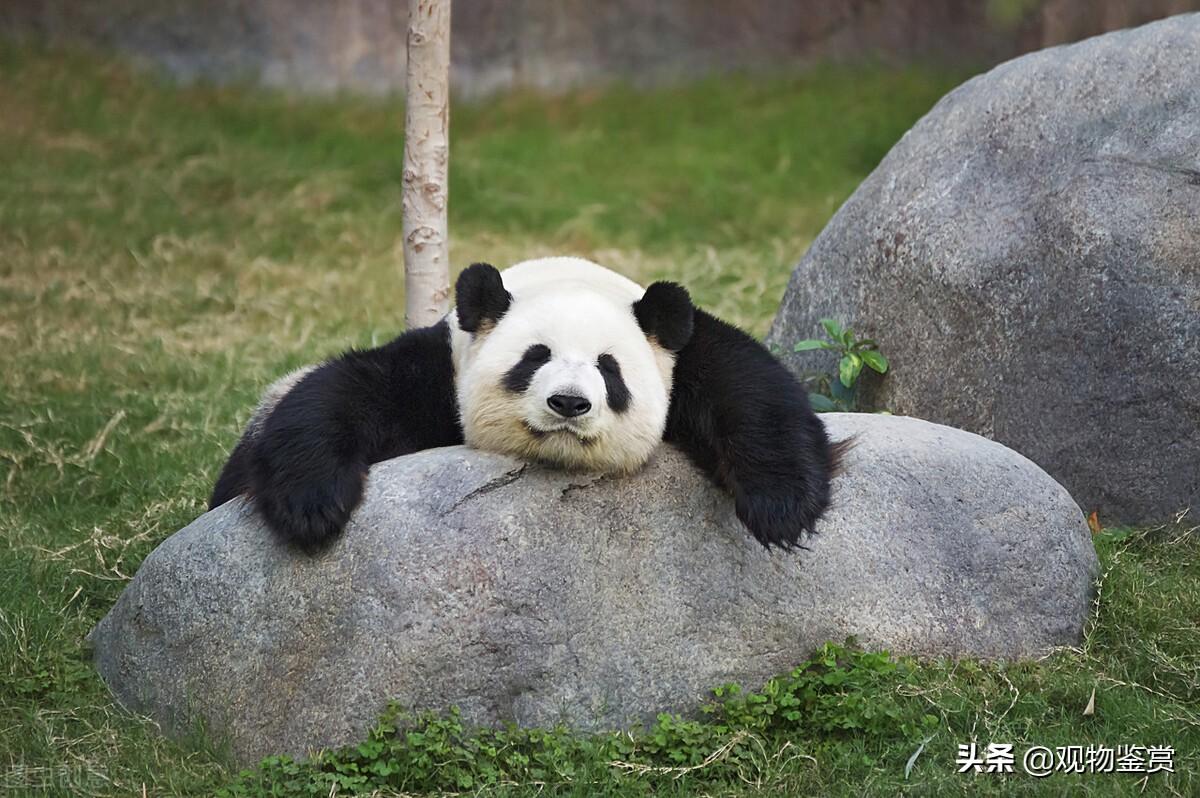 大熊猫是猫吗，关于大熊猫的资料交流解答